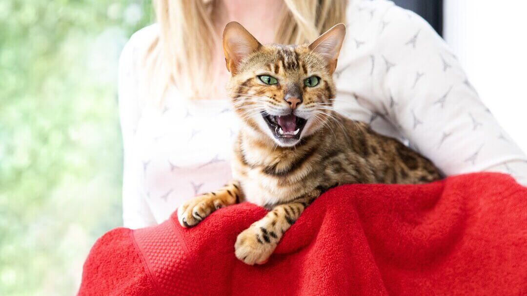 Gatto a strisce marrone che muoiono con la bocca spalancata e dei denti che mostrano.