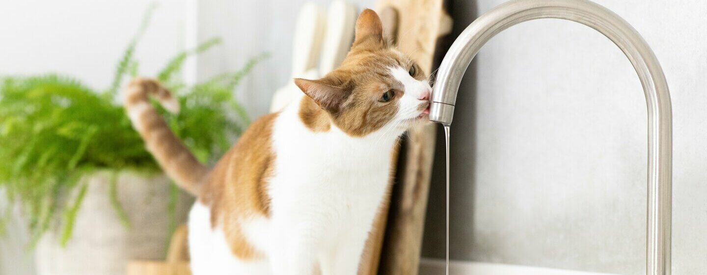 Gatto marrone chiaro e bianco che beve dal rubinetto.