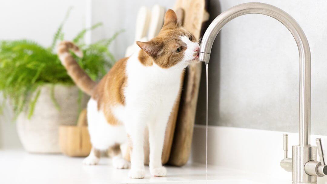 Gatto marrone chiaro e bianco che beve dal rubinetto.