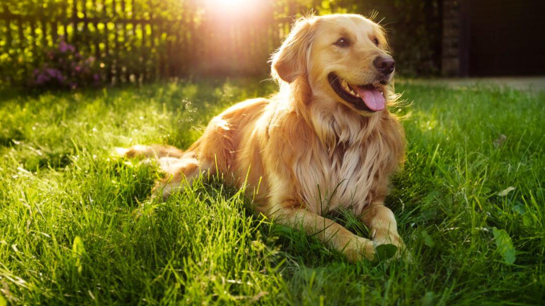 dog lying in the grass panting