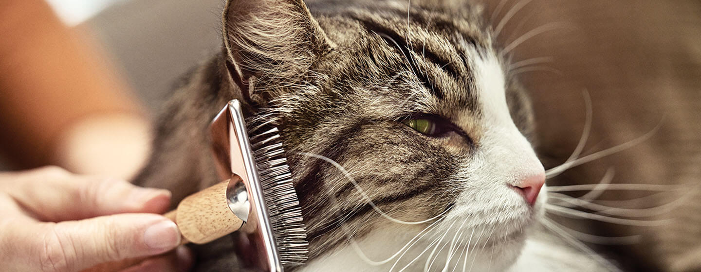 Grooming un gatto dai capelli lunghi
