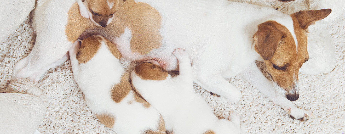 Cane incinto con cuccioli