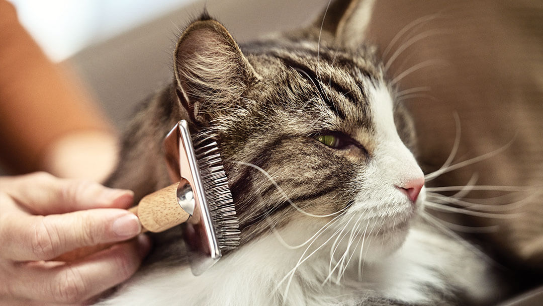 Grooming un gatto dai capelli lunghi