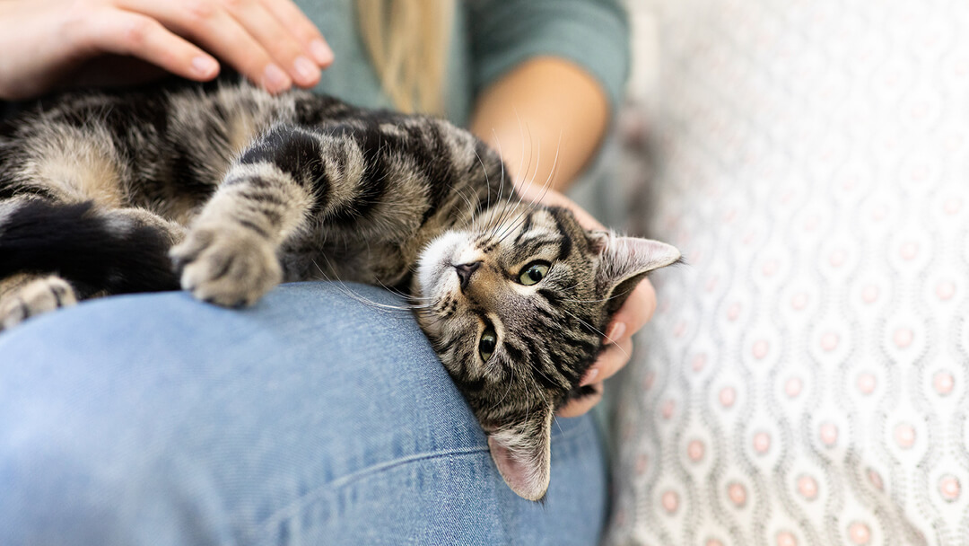 Gatto che pone sul grembo del proprietario