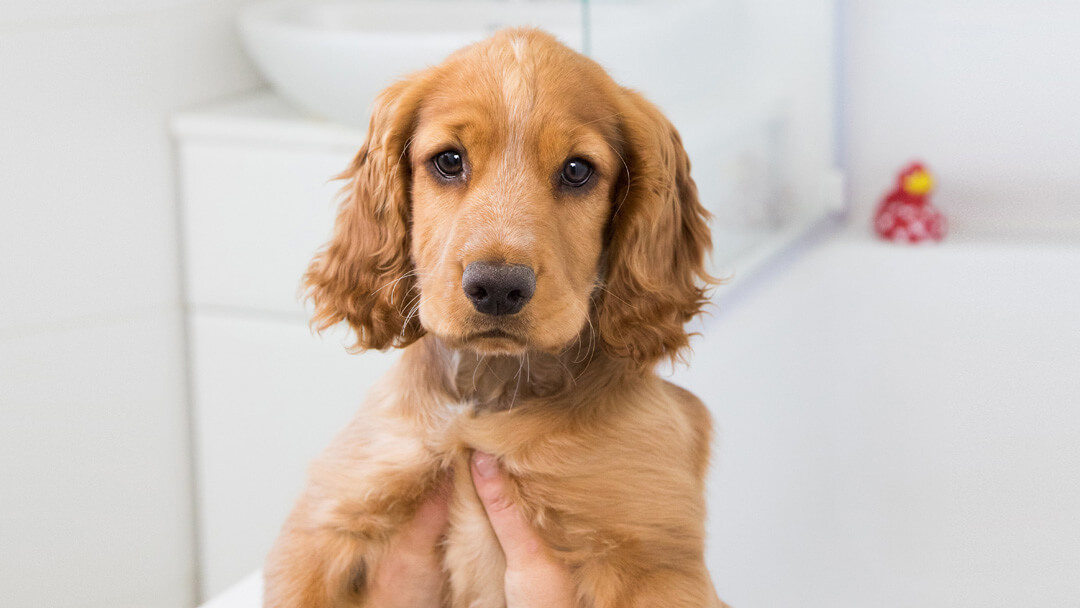 Cucciolo che è tenuto su un bagno