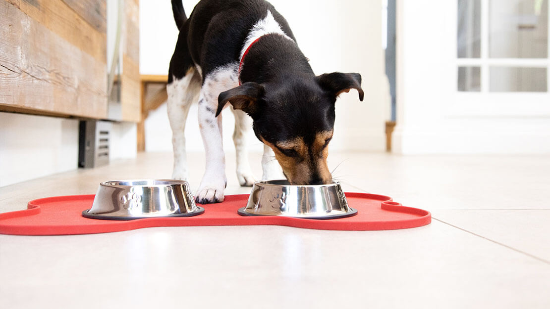 Cane che mangia da una ciotola