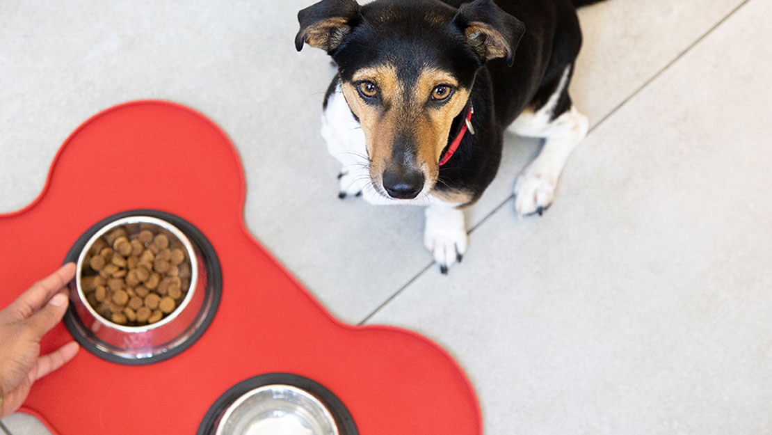 Cane alzando il cibo secco