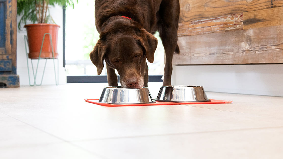 cane più anziano che mangia fuori dalla ciotola