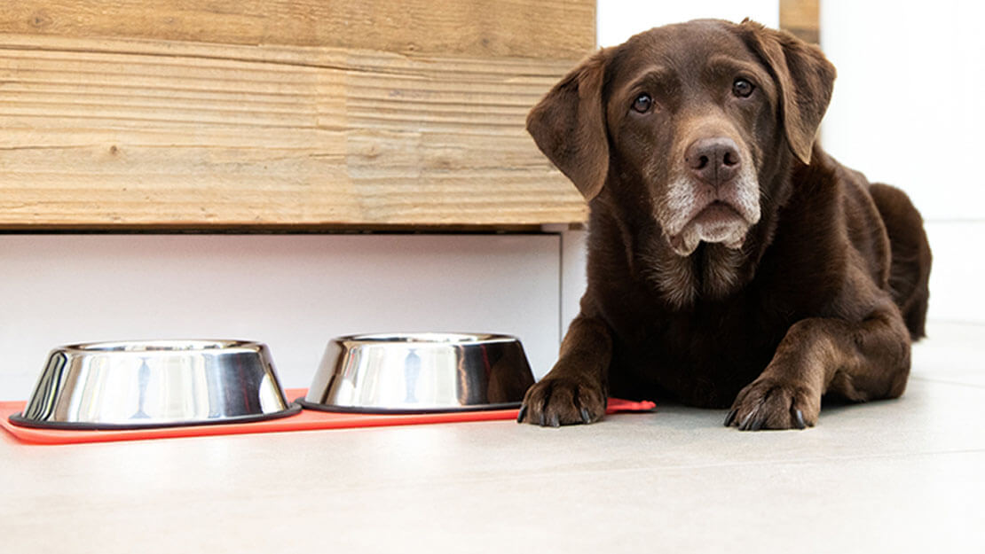 anziano labrador posa accanto alla ciotola di cibo