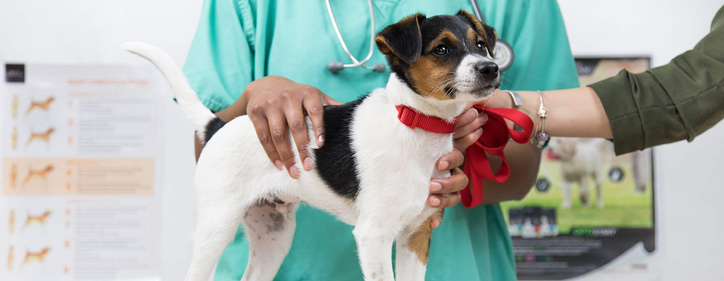 Cane esaminato a veterinari