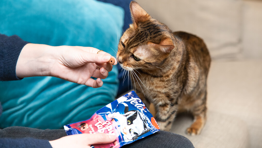 Gatto che si gode un dolcetto felix