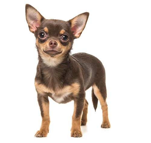 BREED%20Hero_0034_chihuahua_smooth.jpg