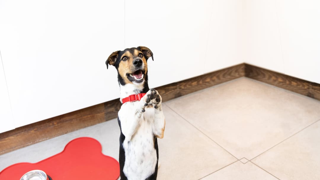 piccolo cane in piedi sulle zampe posteriori con le zampe in su