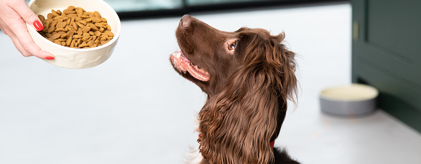 spaniel che guarda la ciotola del cibo per cani