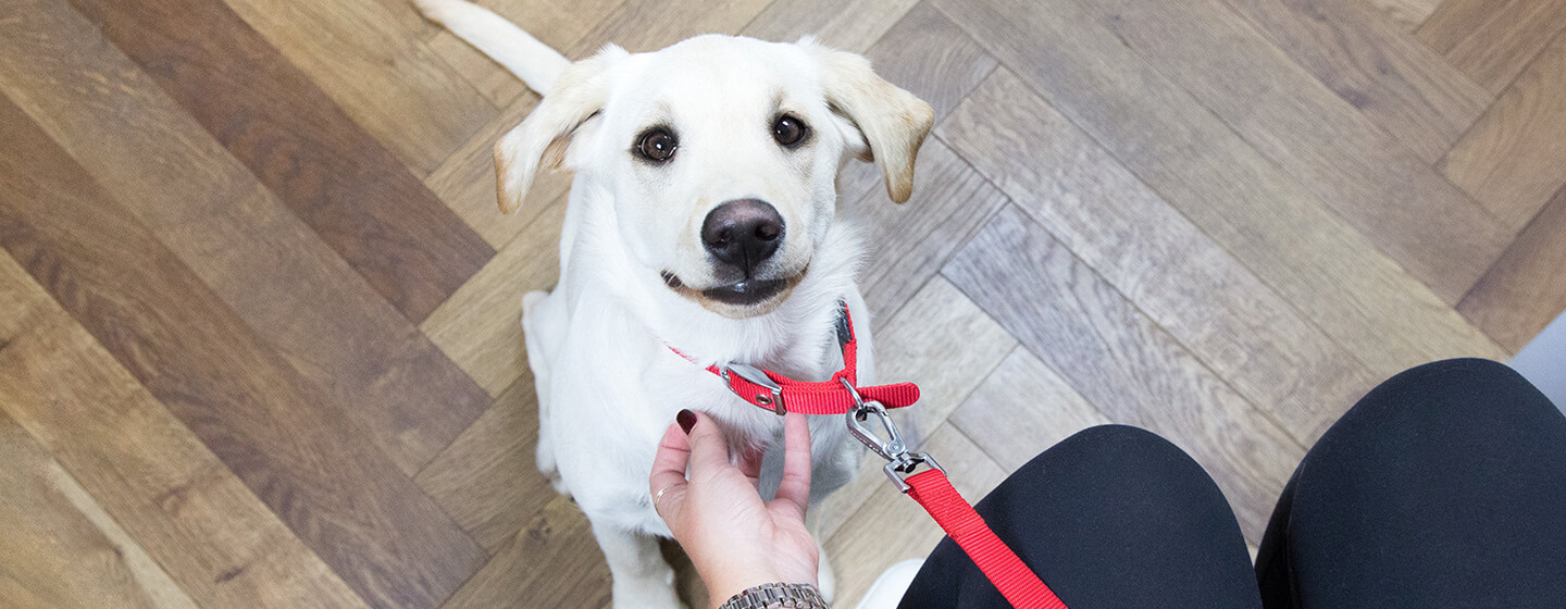 cucciolo che guarda il proprietario nella sala d'attesa del veterinario