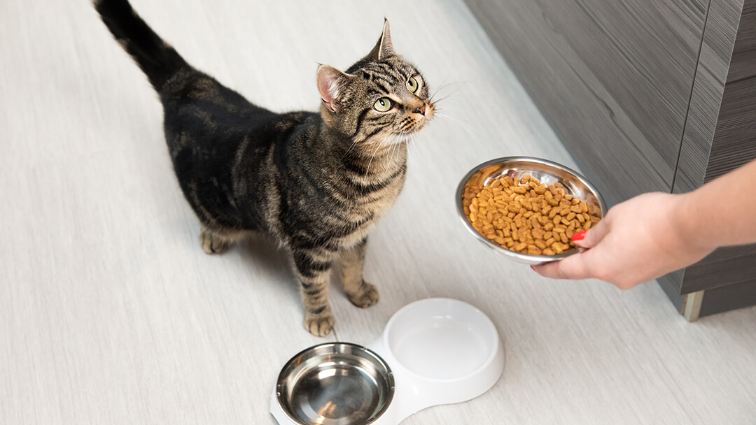 gatto che guarda il cibo