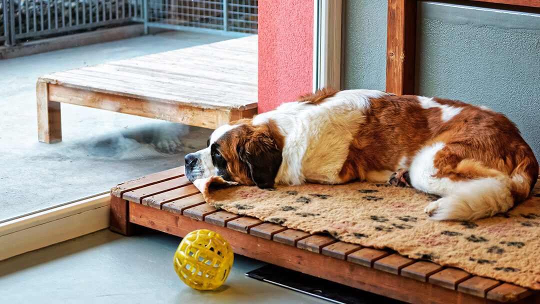 cane seduto per terra in un canile