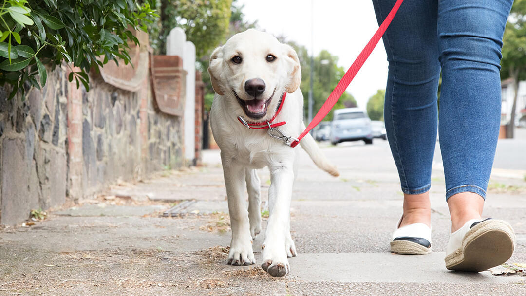 Come insegnare al Cane a non mordere e saltare