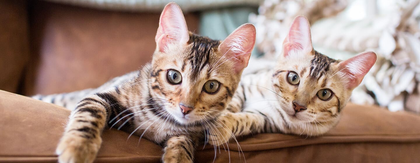 Due gatti che si trovano sul divano