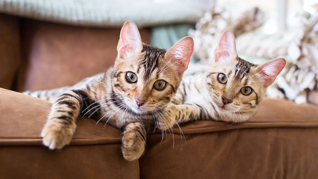 Due gatti che si trovano sul divano