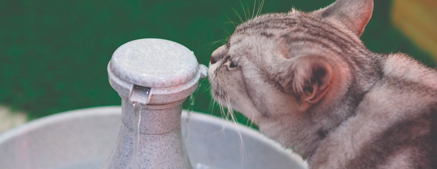 accogliere un gattino casa attrezzatura giocattoli