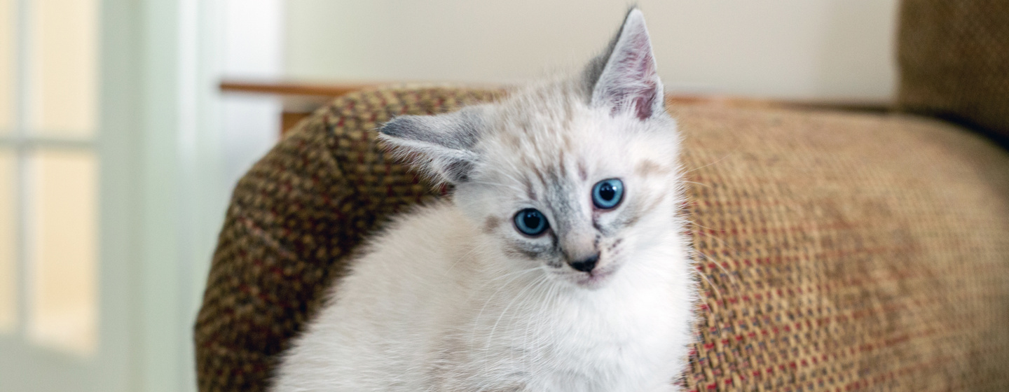 adottare gatto appartamento piccolo