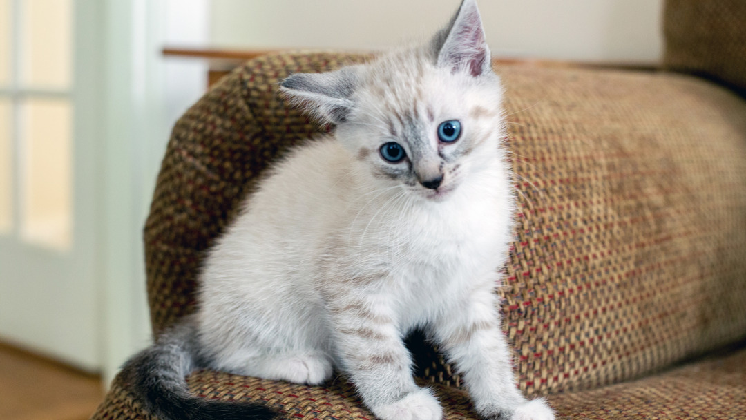 adottare gatto appartamento piccolo