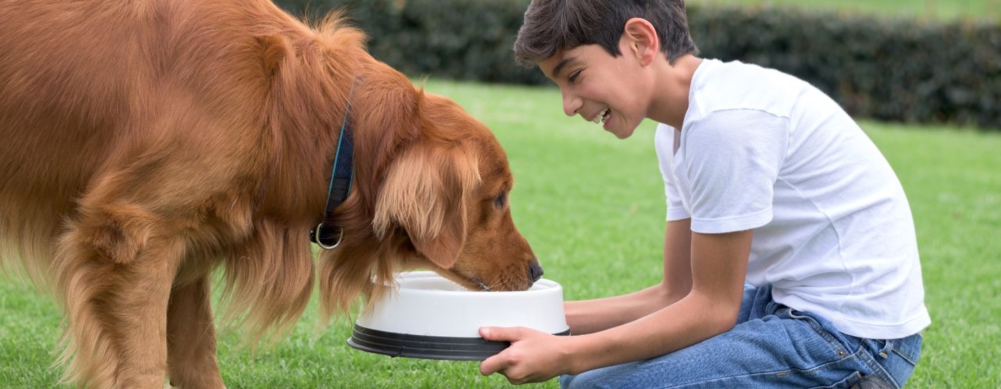 alimentazione cani quando il pelo e secco