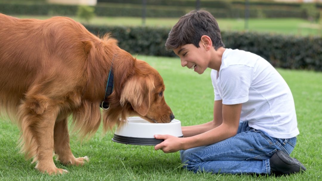 alimentazione cani quando il pelo e secco