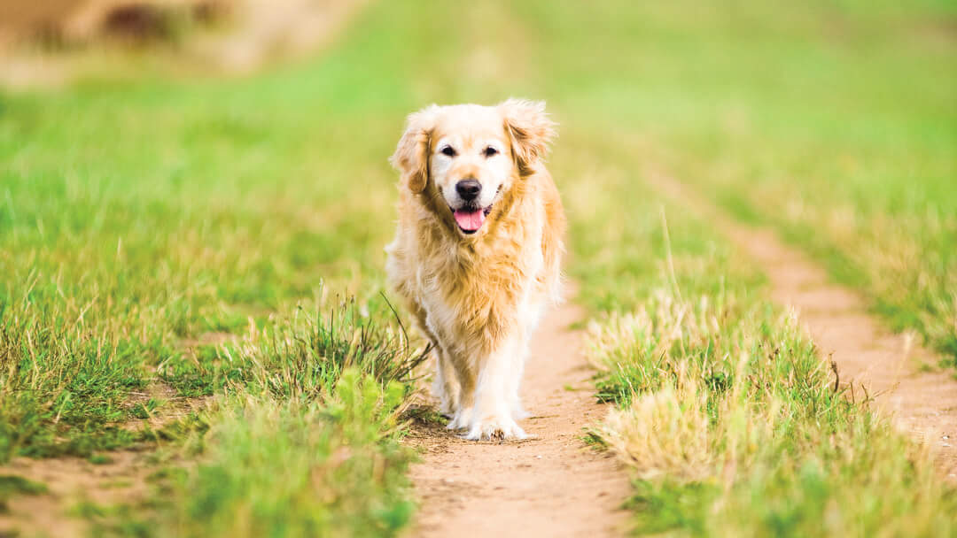 Anagrafe canina cosa fare