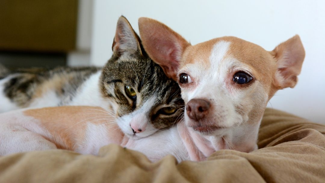 antiparassitari cani e gatti proteggiamoli da zecche e pulci