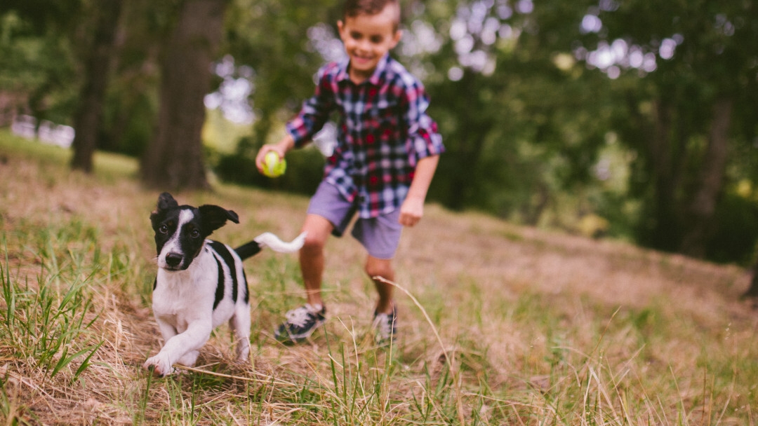 Attivita da fare con cane