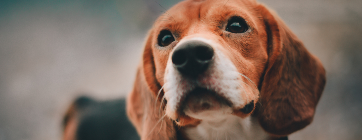beagle cane di razza orgoglio inglese