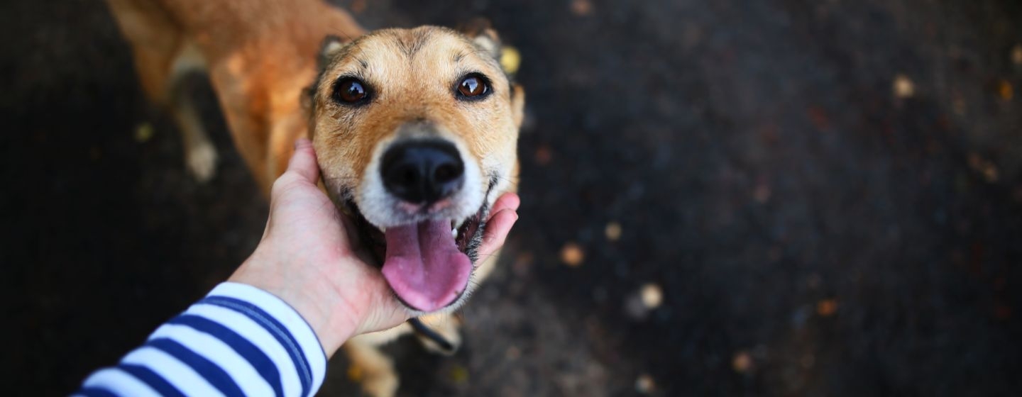 biscotti ossi e snack cani quali vantaggi ligiene orale