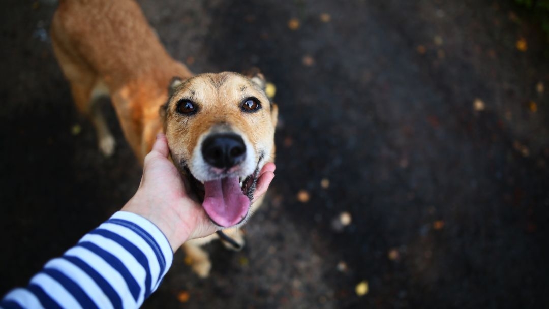 biscotti ossi e snack cani quali vantaggi ligiene orale