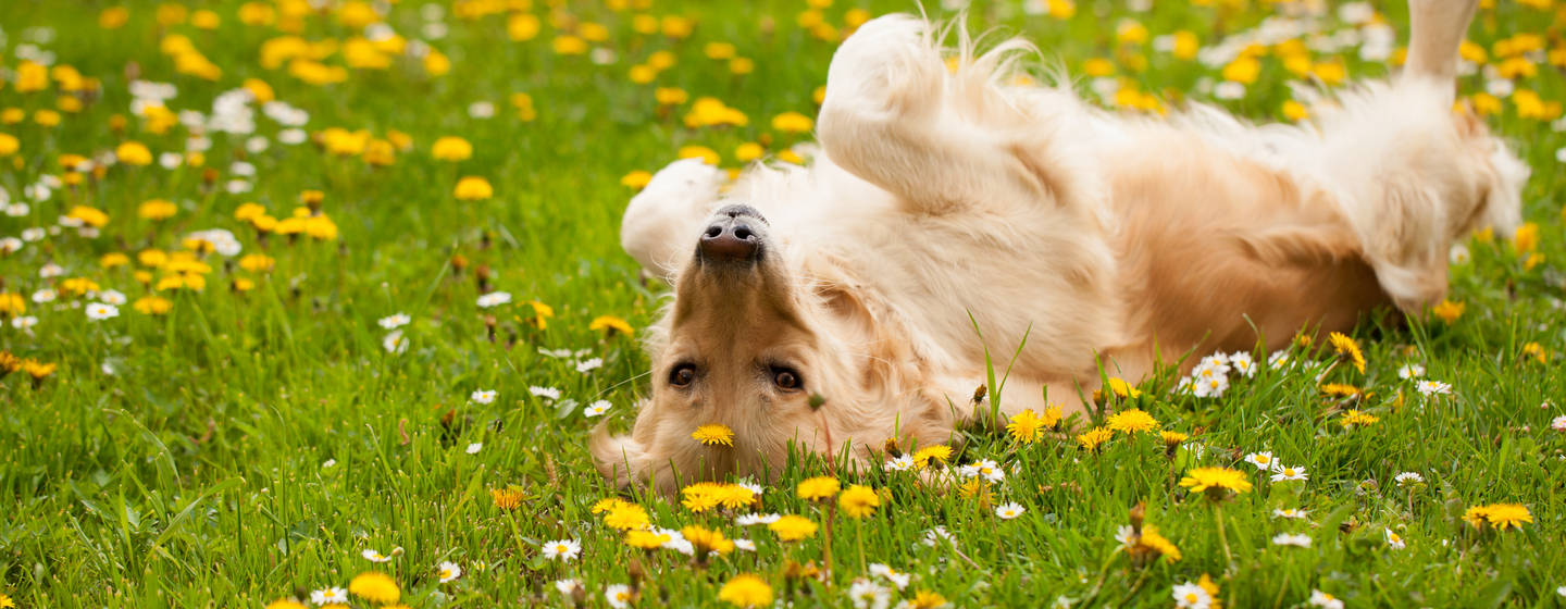 cane che si gratta cosa fare