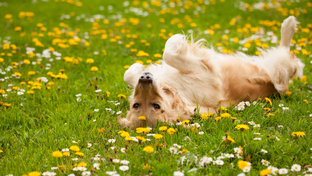 cane che si gratta cosa fare