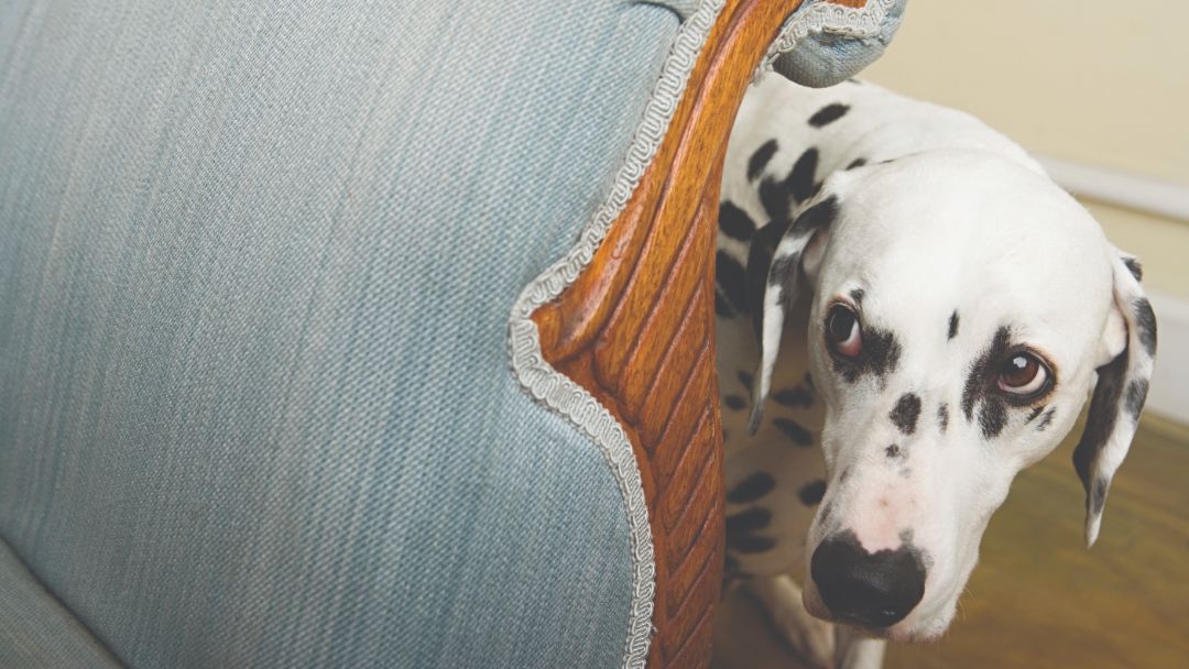 cane e fuochi dartificio botti da paura