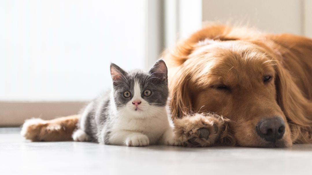cane e gatto due modi di essere amici delluomo