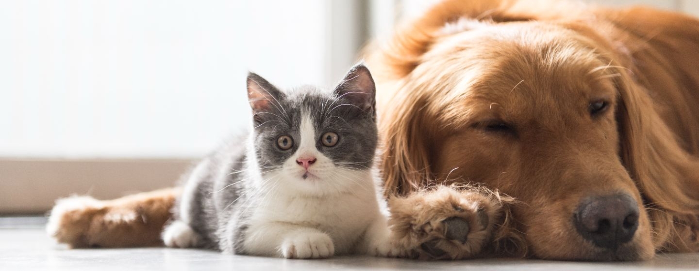 cane e gatto due modi di essere amici delluomo