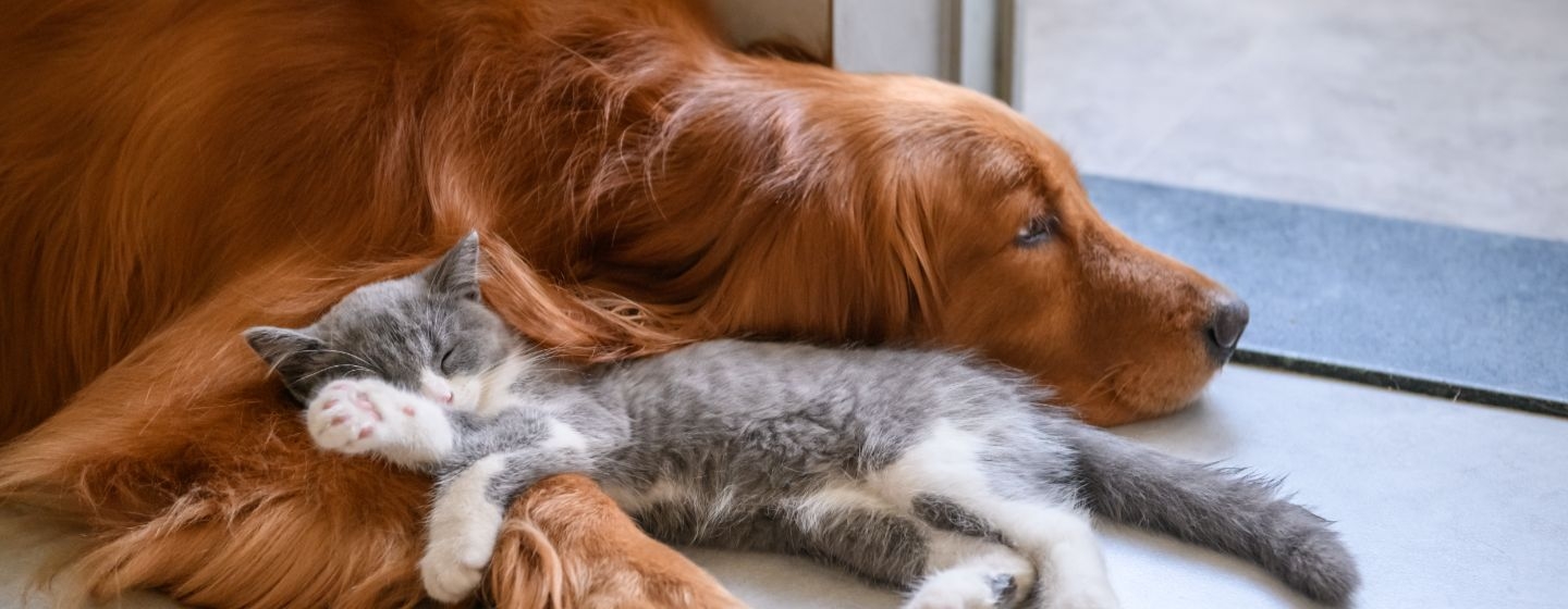 cane e gatto una convivenza felice