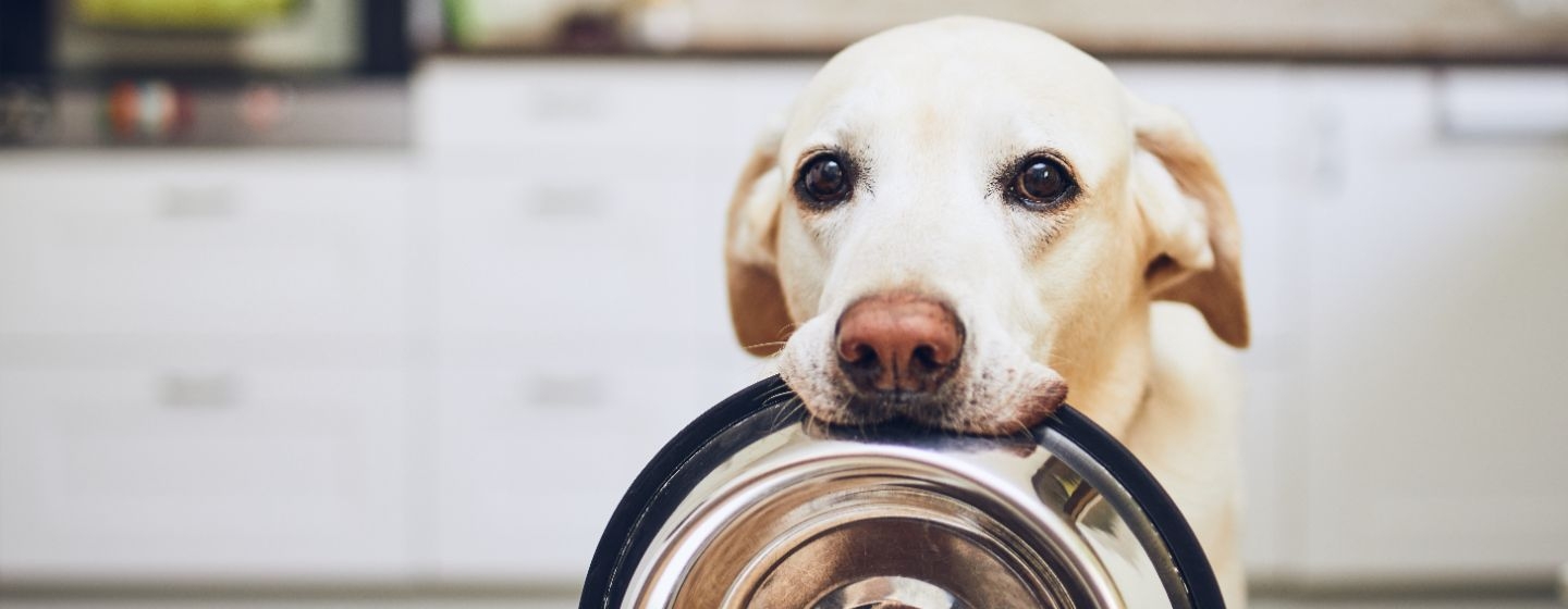 cane impariamo ad evitare gli alimenti pericolosi cani