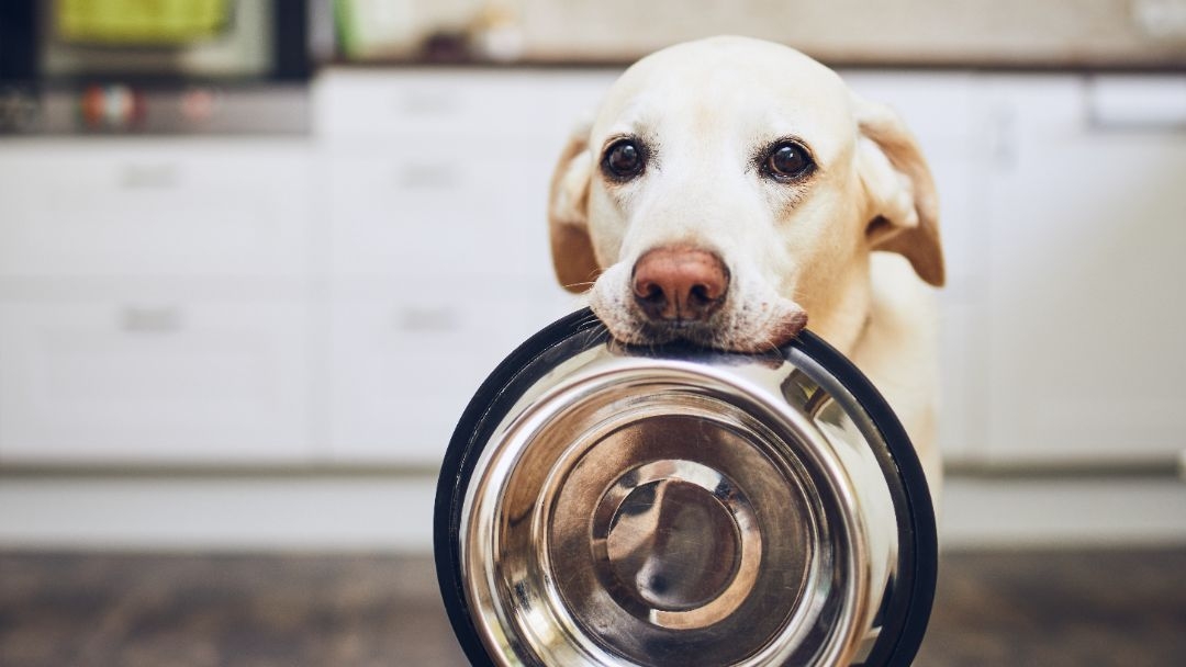 cane impariamo ad evitare gli alimenti pericolosi cani