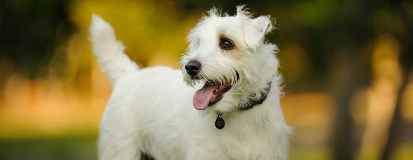 cani da compagnia quali sono le loro caratteristiche