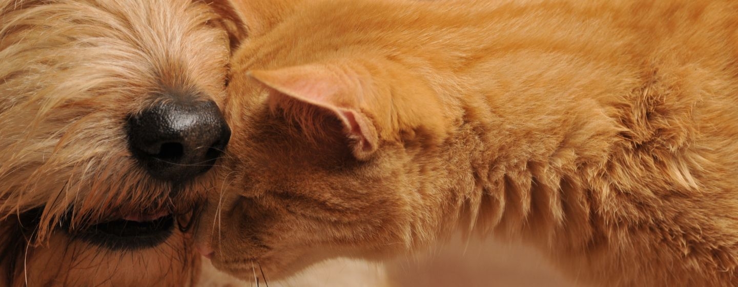 collare antiparassitario cani e gatti come scegliere quello giusto