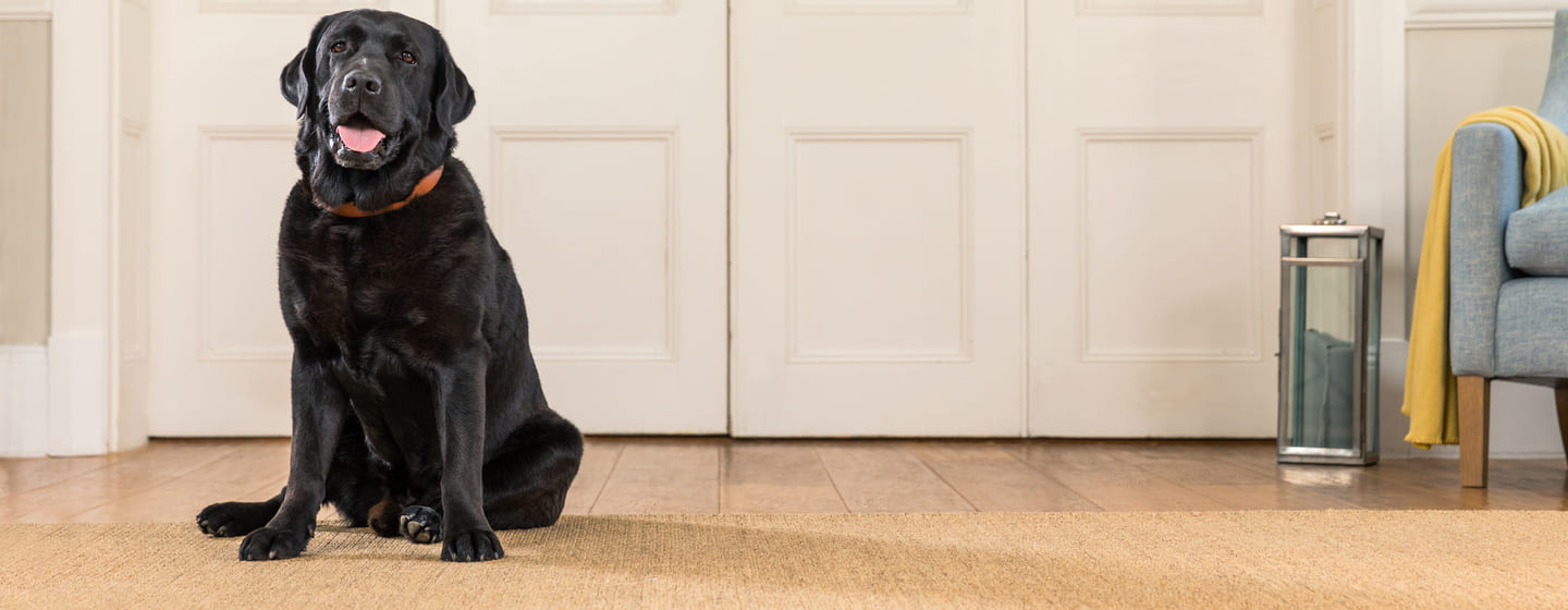 Come insegnare al cane dove fare i bisogni Purina