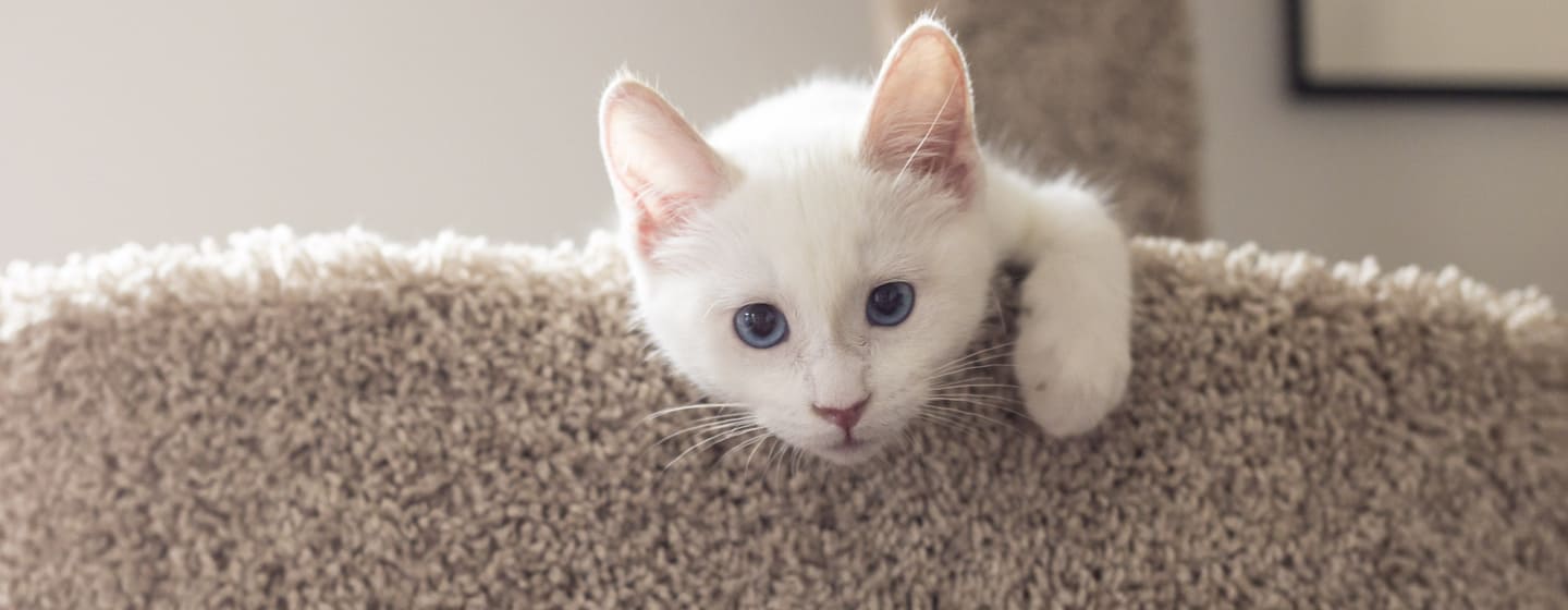 Come Accogliere un Nuovo Gatto in Casa