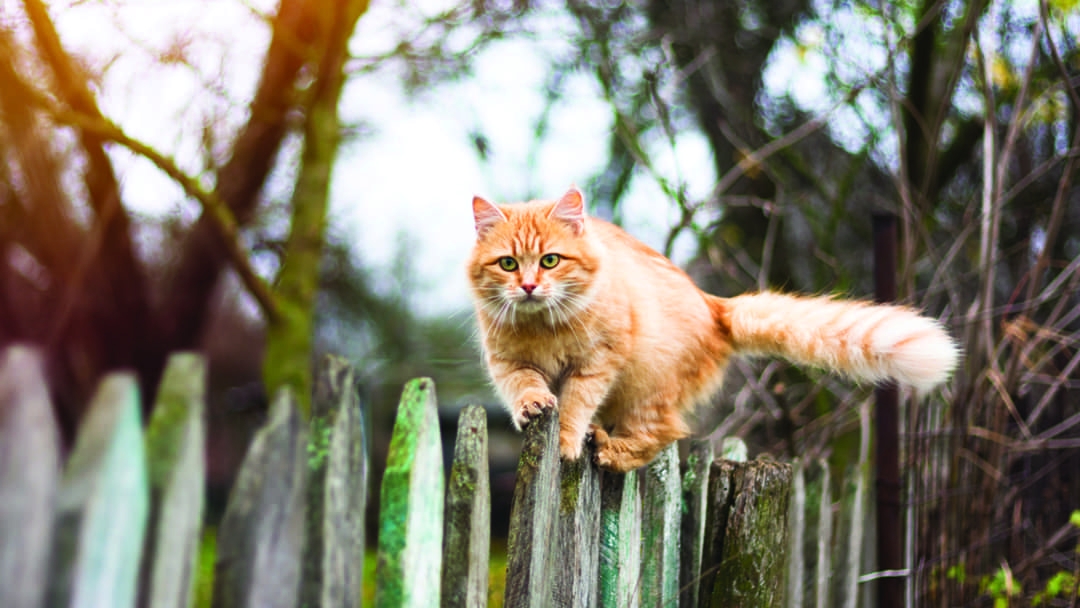 Come addomesticare gatto randagio