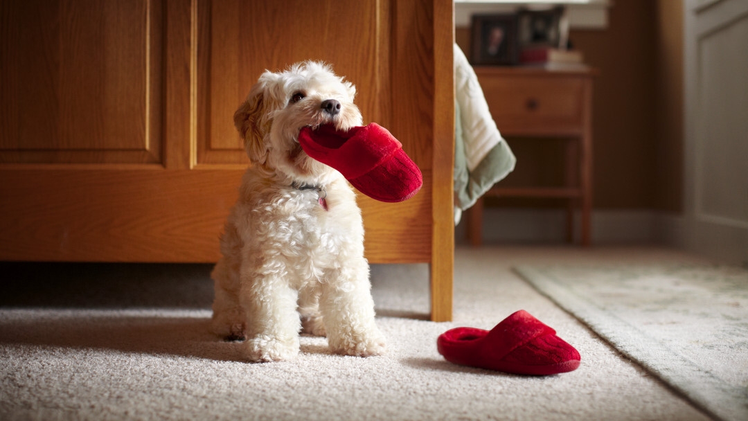 Cane con una pantofola rossa in bocca