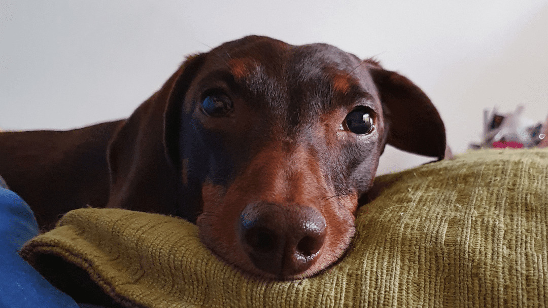 Come educare il cane